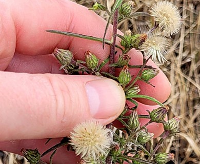 Dittrichia graveolens