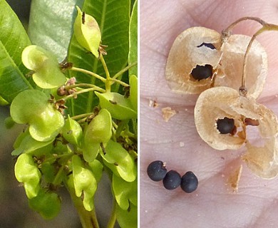 Dodonaea viscosa