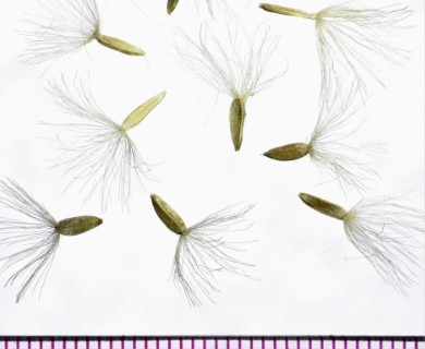 Doellingeria ledophylla