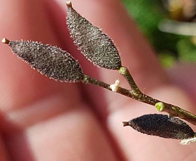 Draba cinerea