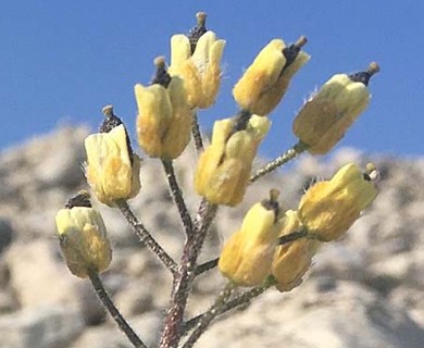 Draba corymbosa