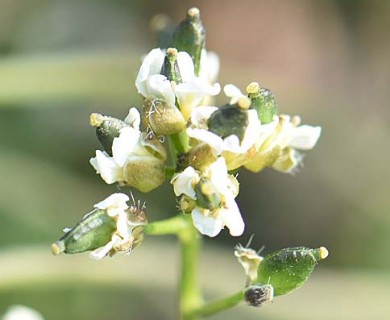 Draba lactea