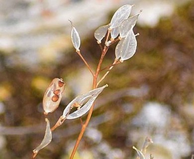 Draba palanderiana