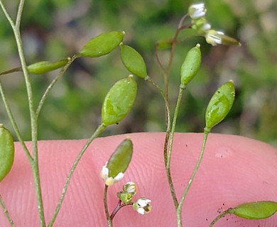 Draba verna