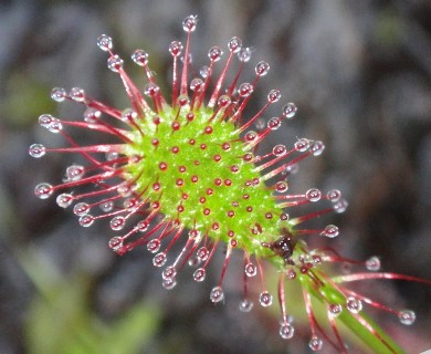 Drosera intermedia