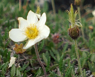 Dryas ajanensis
