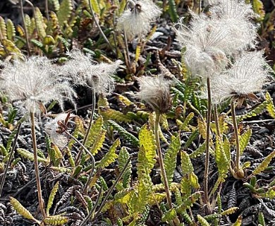 Dryas alaskensis