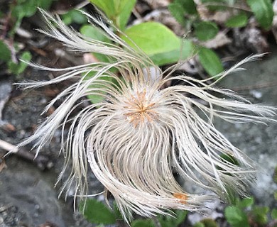 Dryas hookeriana