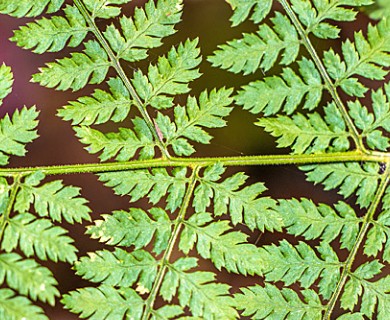 Dryopteris X triploidea
