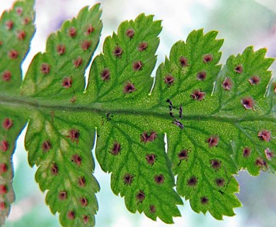 Dryopteris cristata