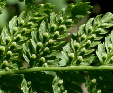 Dryopteris expansa