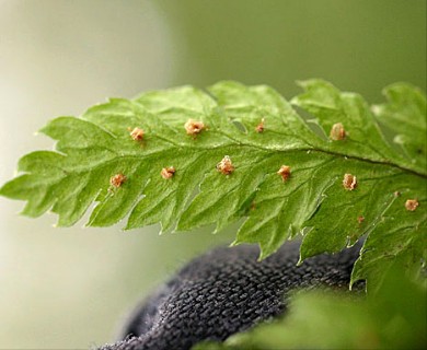 Dryopteris intermedia