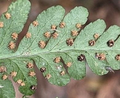 Dryopteris marginalis