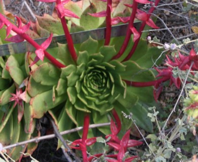 Dudleya brittonii