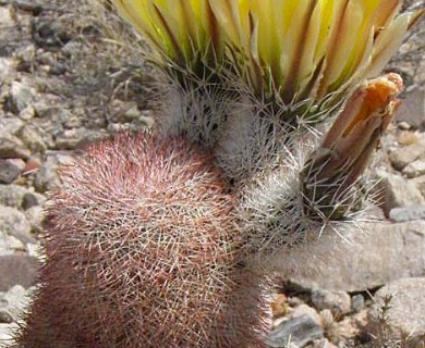 Echinocereus dasyacanthus