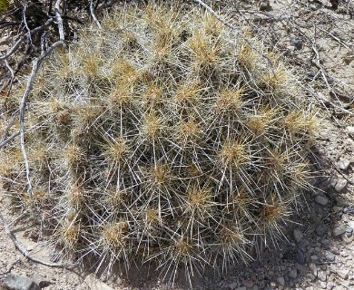 Echinocereus stramineus