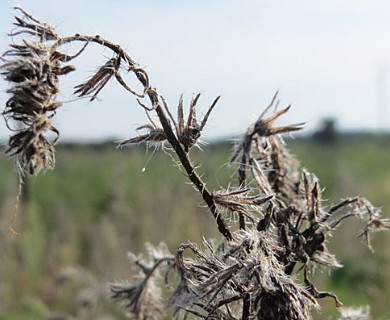 Echium vulgare