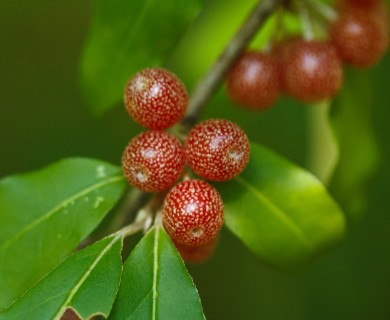 Elaeagnus umbellata