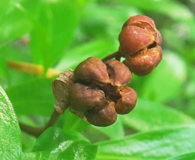 Elliottia pyroliflora