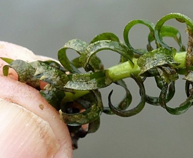 Elodea nuttallii