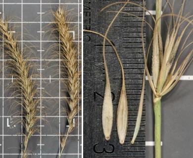 Elymus canadensis