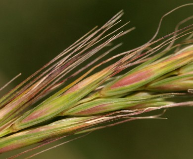 Elymus elymoides