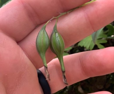 Epidendrum conopseum