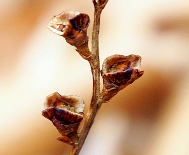 Epifagus virginiana