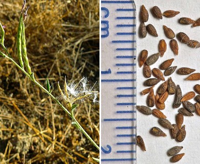 Epilobium brachycarpum