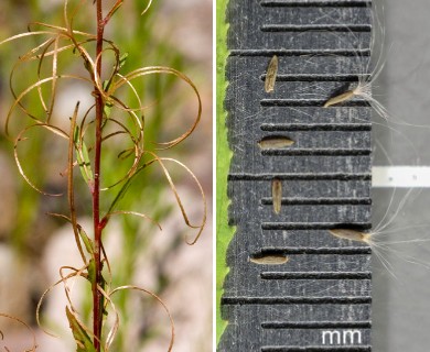 Epilobium ciliatum