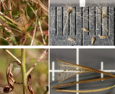 Epilobium coloratum