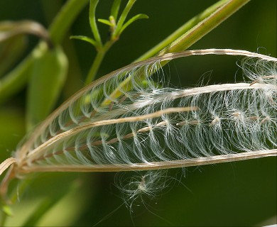 Epilobium palustre