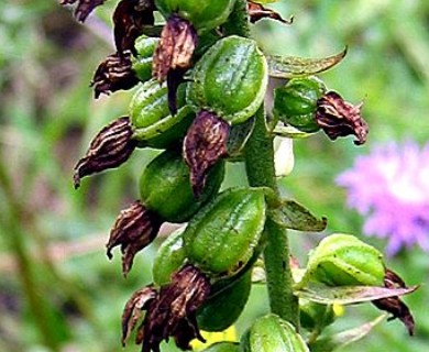 Epipactis helleborine