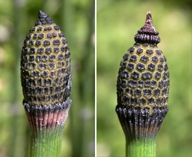 Equisetum hyemale