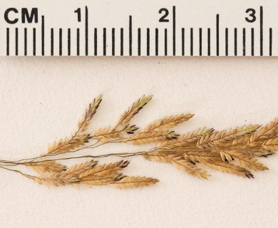 Eragrostis bahiensis