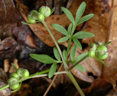 Erigenia bulbosa