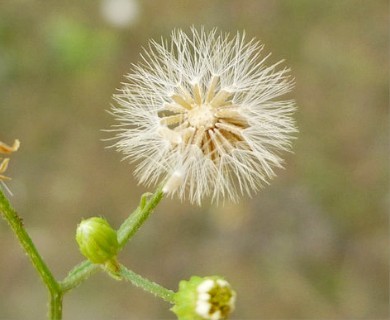 Erigeron canadensis