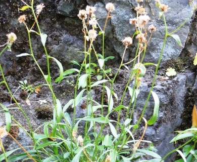 Erigeron cervinus