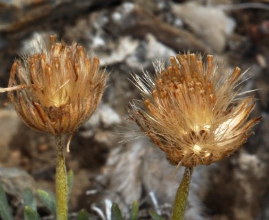 Erigeron compactus