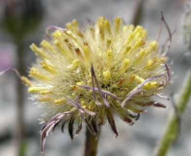 Erigeron compositus