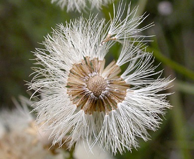 Erigeron foliosus