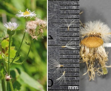 Erigeron philadelphicus