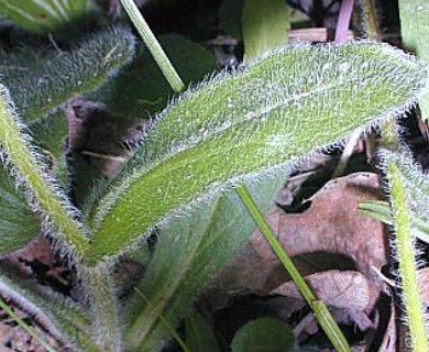 Erigeron pulchellus