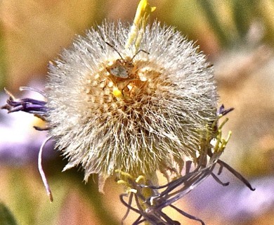 Erigeron pumilus