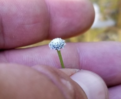 Eriocaulon aquaticum