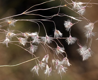 Eriocoma hymenoides