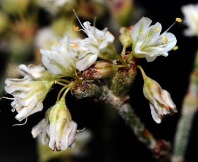 Eriogonum corymbosum