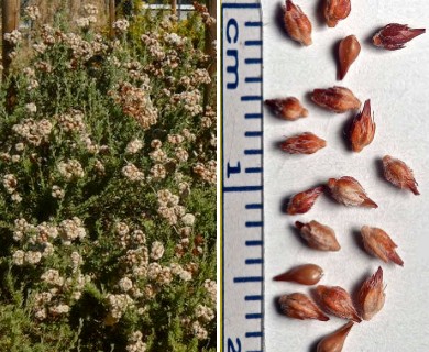 Eriogonum fasciculatum