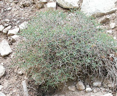 Eriogonum heermannii