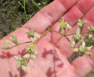 Eriogonum longifolium